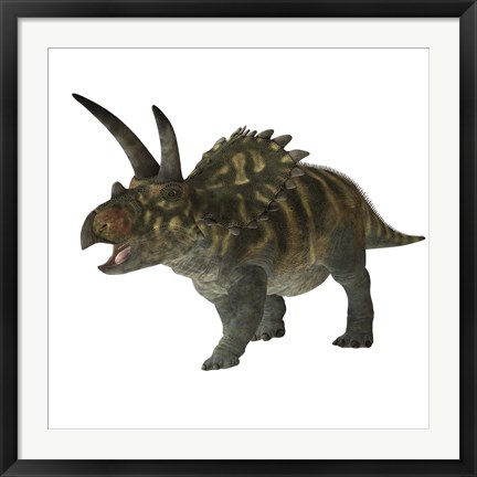 Framed Coahuilaceratops dinosaur Print