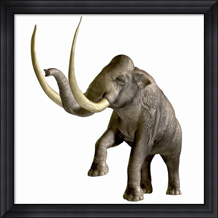 Framed Columbian Mammoth Print