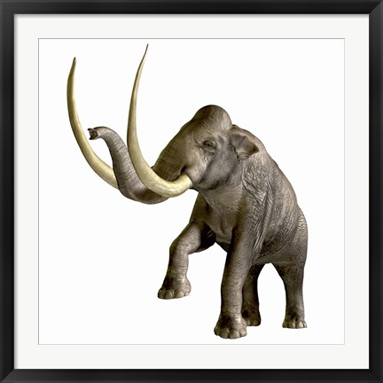 Framed Columbian Mammoth Print