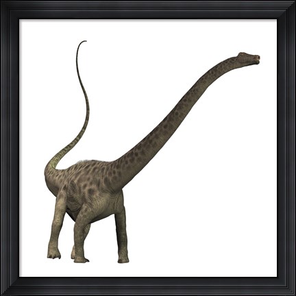 Framed Diplodocus dinosaur Print