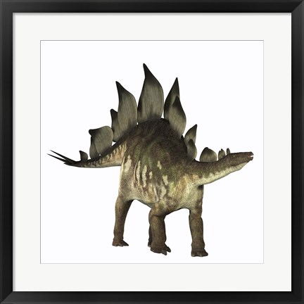 Framed Stegosaurus dinosaur Print