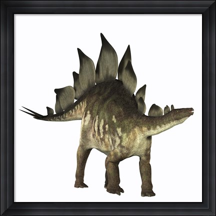 Framed Stegosaurus dinosaur Print