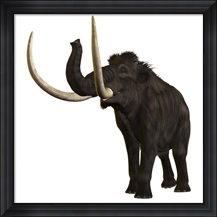Framed Woolly Mammoth Print