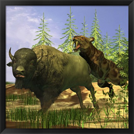 Framed Saber-Tooth cat pounces onto a frightened Buffalo Print