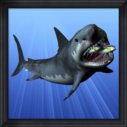 Framed Cenozoic Era Megalodon devours two swimming tuna Print