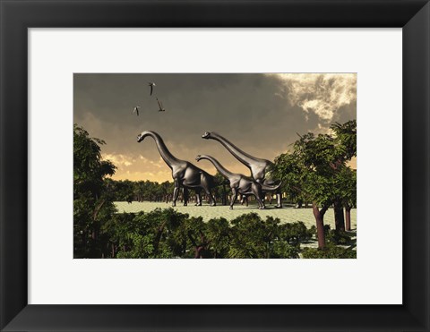 Framed Brachiosaurus dinosaurs walk through a forested area Print