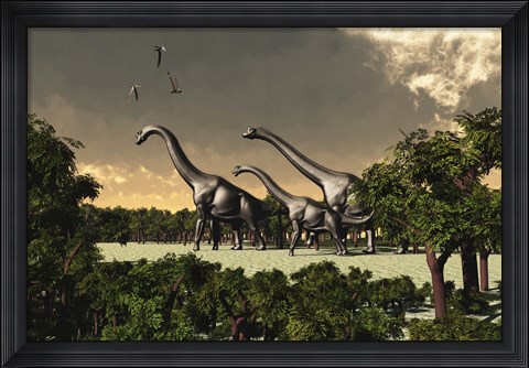 Framed Brachiosaurus dinosaurs walk through a forested area Print