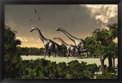 Framed Brachiosaurus dinosaurs walk through a forested area Print