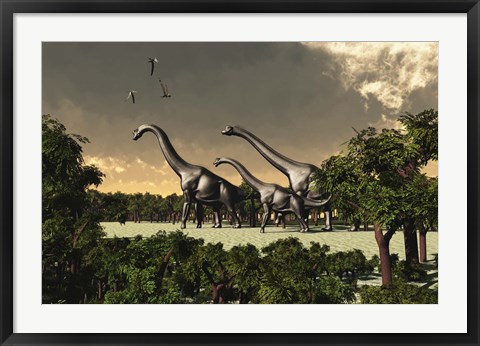 Framed Brachiosaurus dinosaurs walk through a forested area Print