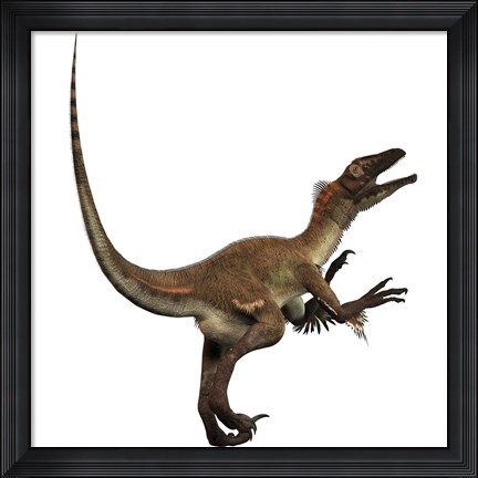 Framed Artist&#39;s concept of a Utahraptor Print