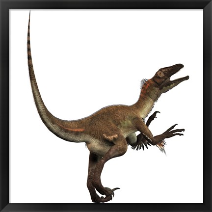 Framed Artist&#39;s concept of a Utahraptor Print