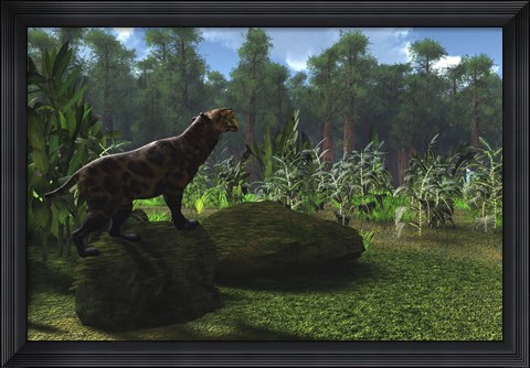 Framed Smilodon cat roars to warn other males to leave his territory Print