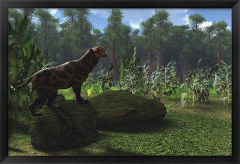 Framed Smilodon cat roars to warn other males to leave his territory Print