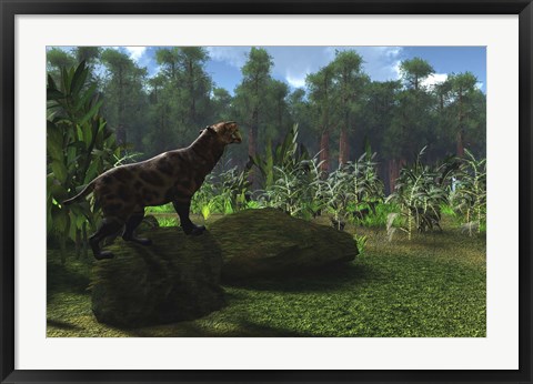 Framed Smilodon cat roars to warn other males to leave his territory Print