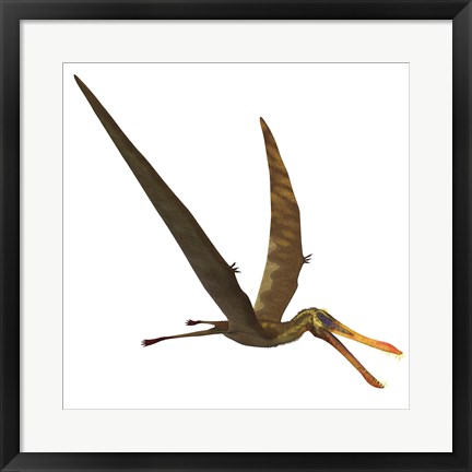 Framed Anhanguera, a genus of Pterosaur from the Cretaceous period Print