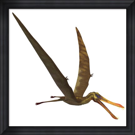 Framed Anhanguera, a genus of Pterosaur from the Cretaceous period Print