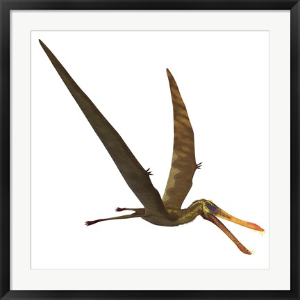 Framed Anhanguera, a genus of Pterosaur from the Cretaceous period Print