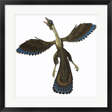 Framed Archaeopteryx, known as one of the earliest prehistoric birds Print