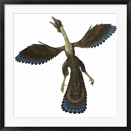 Framed Archaeopteryx, known as one of the earliest prehistoric birds Print