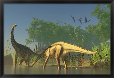 Framed Spinophorosaurus dinosaurs grazing the inhabited swamps of the Jurassic period Print