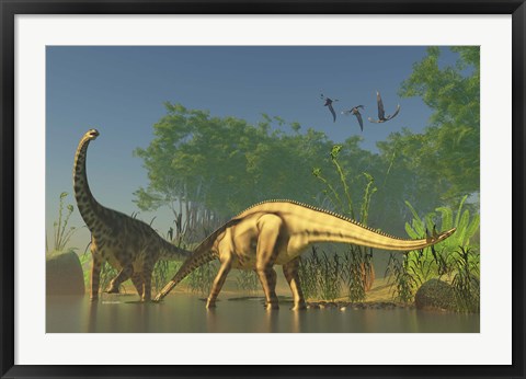 Framed Spinophorosaurus dinosaurs grazing the inhabited swamps of the Jurassic period Print