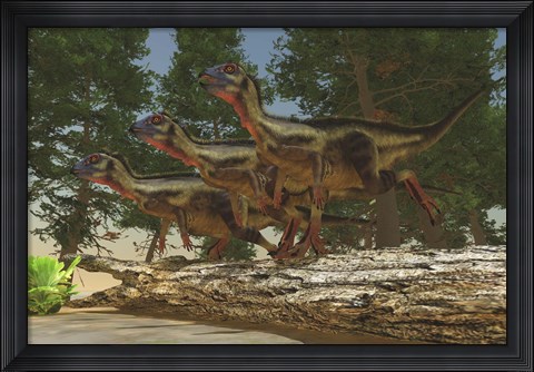 Framed group of herbivorous Hypsilophodon dinosaurs Print