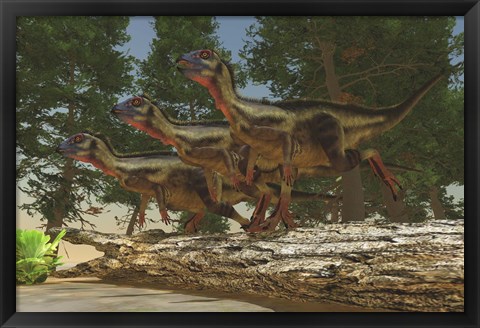 Framed group of herbivorous Hypsilophodon dinosaurs Print