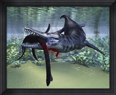 Framed Liopleurodon attacks a Plesiosaurus Print