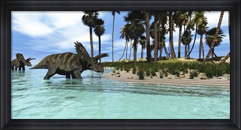 Framed Two Coahuilaceratops dinosaurs wade through tropical waters Print