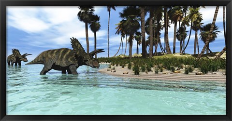 Framed Two Coahuilaceratops dinosaurs wade through tropical waters Print