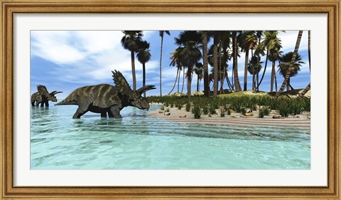 Framed Two Coahuilaceratops dinosaurs wade through tropical waters Print