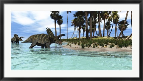 Framed Two Coahuilaceratops dinosaurs wade through tropical waters Print