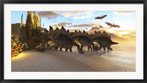 Framed Stegosaurus dinosaurs graze among the vegetation by a lake in the Jurassic Period Print