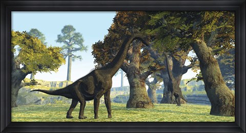 Framed Brachiosaurus dinosaurs walk among large trees in the prehistoric era Print