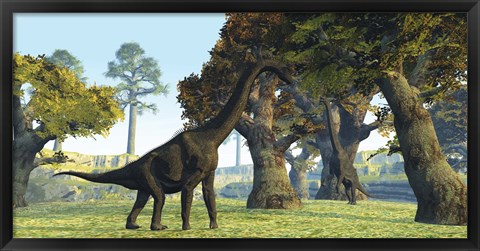 Framed Brachiosaurus dinosaurs walk among large trees in the prehistoric era Print