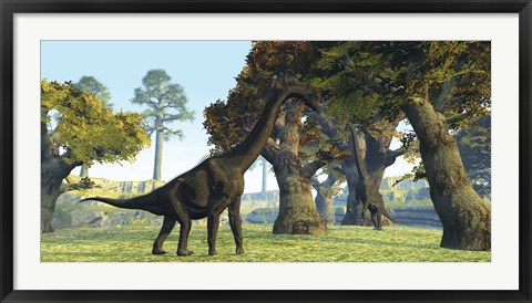 Framed Brachiosaurus dinosaurs walk among large trees in the prehistoric era Print