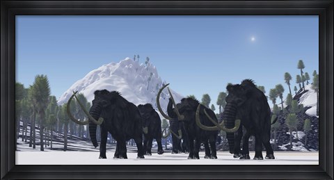 Framed herd of Woolly Mammoths migrate to a warmer climate in the Pleistocene Age Print