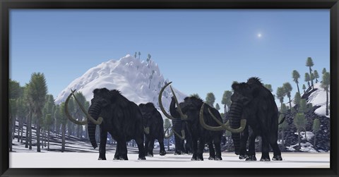 Framed herd of Woolly Mammoths migrate to a warmer climate in the Pleistocene Age Print