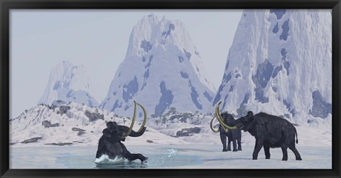 Framed Woolly Mammoth struggles for survival as he falls through ice on a frozen lake Print