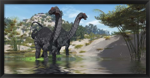 Framed Two Apatosaurus dinosaur wade through a lush pond Print