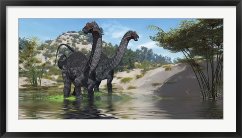 Framed Two Apatosaurus dinosaur wade through a lush pond Print
