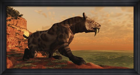 Framed prehistoric Smilodon Cat is on the prowl for his next prey Print