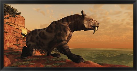 Framed prehistoric Smilodon Cat is on the prowl for his next prey Print