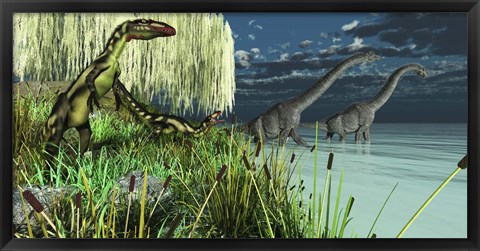 Framed Dilong dinosaurs watch two Brachiosaurus wade across a lake Print