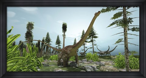 Framed herd of Diplodocus dinosaurs graze on trees Print