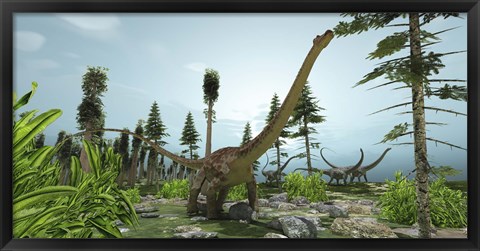 Framed herd of Diplodocus dinosaurs graze on trees Print
