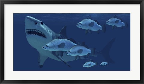 Framed school of fish encounter a monstrous Megalodon shark Print