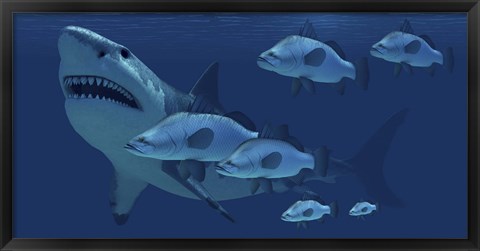 Framed school of fish encounter a monstrous Megalodon shark Print