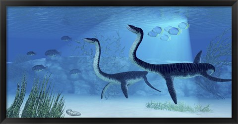 Framed Plesiosaurus dinosaurs swimming the Jurassic seas Print