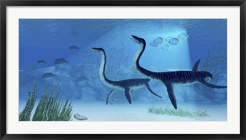 Framed Plesiosaurus dinosaurs swimming the Jurassic seas Print